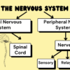 The Central Nervous System - Image 3
